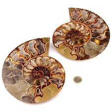 XXL Ammoniten Paar Poliert Ø