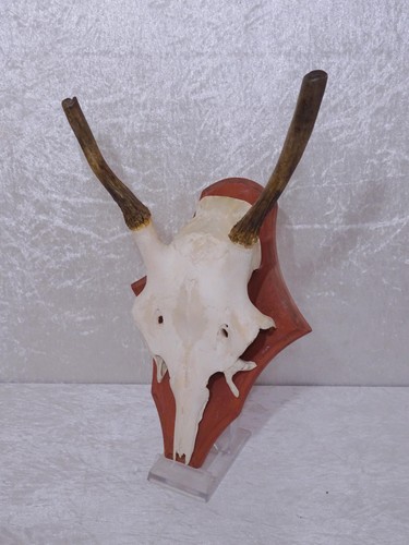 Q82qkd hirsch geweih - -,
