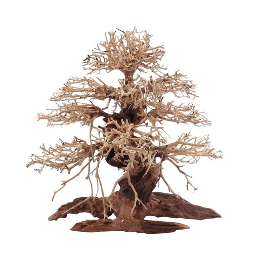 Premium bonsai baum wurzel - baum,