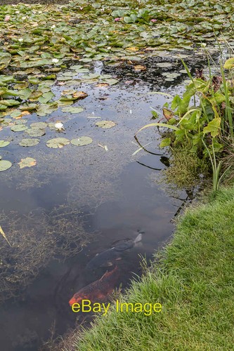 Foto 12x8 ghost koi lily - ghost,