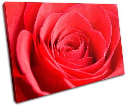 Rosen blumen liebe floral - rosen,