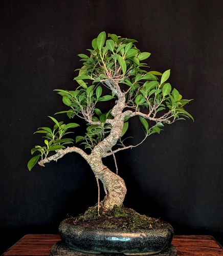 Bonsai chinesische feige ficus - chinesische,