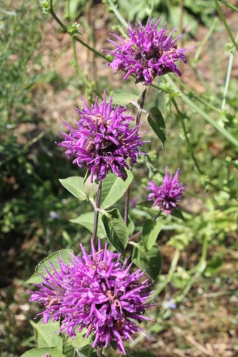 Rosenmelisse gewürz tee - gewürz,,