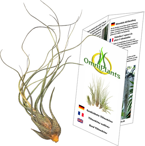 Tillandsia butzii - , xl