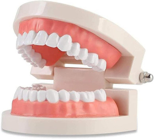 Zähne dental - zähne,