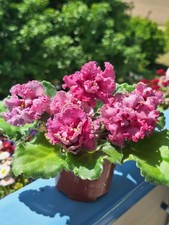 Usambaraveilchen African