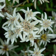 Edelweiß - Leontopodium