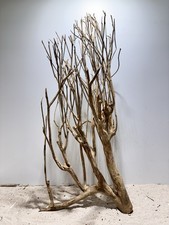 Talawa Wurzel JUMBO ähnlich