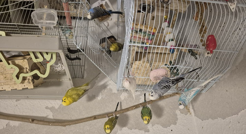 Vogelkäfig für