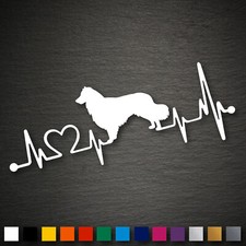 14204 Australian Shepherd