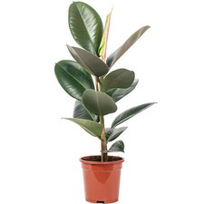Gummibaum - Ficus elastica "Robusta" - Höhe ca. 50 cm, Topf-Ø 17 cm