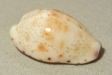 Meeresschnecke Cypraea