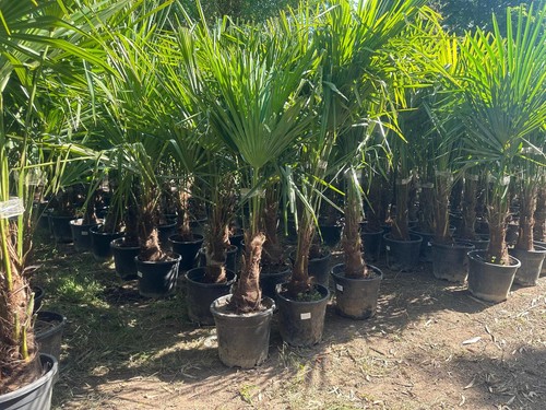 Palme trachycarpus fortunei - palme,
