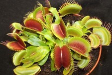 Fleischfressende Pflanze, Venusfliegenfalle, Dionaea muscipula, 8-12cm groß!