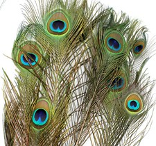 10 echte Pfauenfedern ca. 75 -