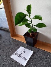 Mandarinen, Zitronen und