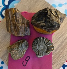 Fossilien sammlung deutschland - sammlung,