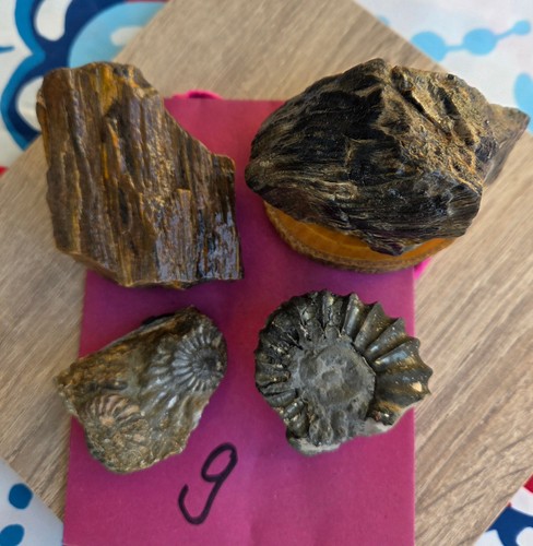 Fossilien sammlung deutschland - fossilien,