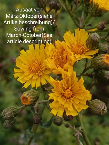 Gift habichtskraut hieracium - gift, habichtskraut,