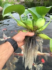 2x WASSERHYAZINTHE PFLANZE