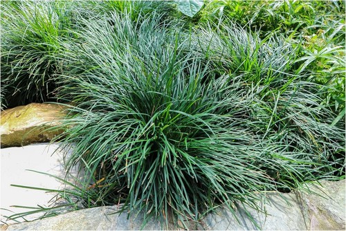Ophiopogon japonicus - 10, x