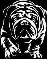 Englische bulldogge aufkleber - englische,