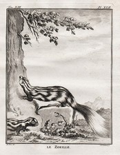Zorilla Striped polecat
