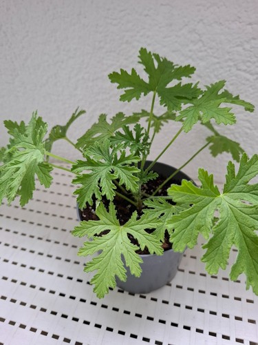 Duft pelargonie - pelargonie,