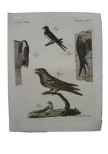 Schwalben Swallows
