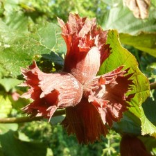 Haselnussbaum „Syrena“