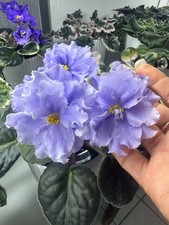 African Violet (EK-Morskoy