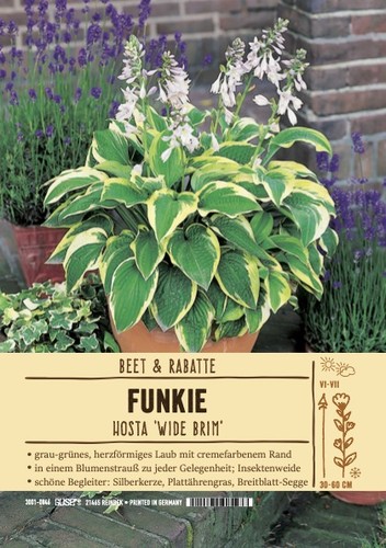 Hosta hyb wide - hosta, hyb."wide