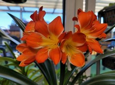 Clivia Miniata, Orange | Höhe 61cm, Breite 80cm, Topf 12cm
