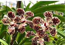 Vanda lombokensis - Orchidee Naturform