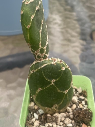 Kobra kaktus opuntia - kobra-kaktus,
