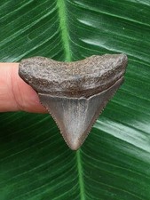3,4 cm grauer Zahn des