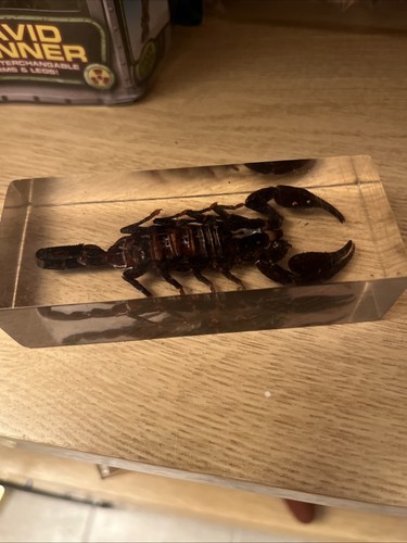 Skorpion präparat - präparat, 6x