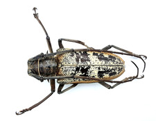 Cerambycidae, Batocera