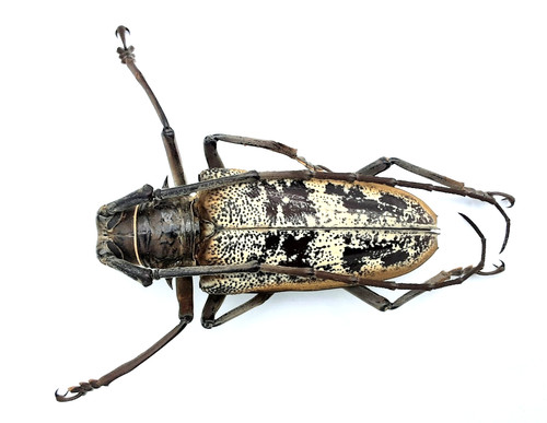Cerambycidae batocera - cerambycidae,,