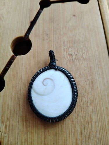 Shiva eye auge muschel - shiva,