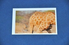 REWE ABENTEUER TIERWELT Nr