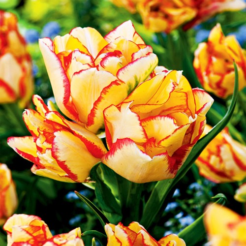 Tulpen blumenzwiebeln zwiebeln - tulpen,