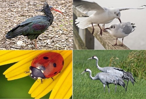 Ansichtskarte vögel - 3,