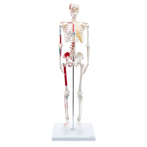 Mini skelett anatomie - skelett, modell
