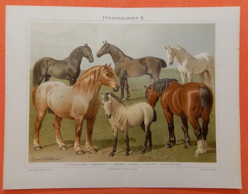 Pferde equus pferderassen - pferde,