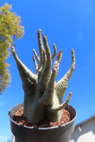 Adenium obesum wüstenrose - adenium,