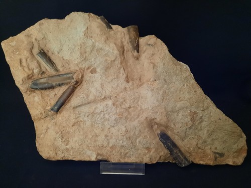 Belemniten dactyloteuthis - belemniten,,