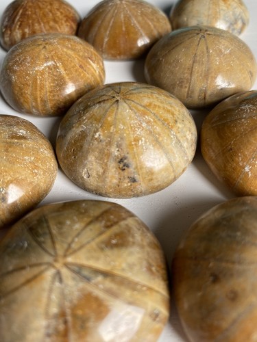 Sea biscuits sand dollar - biscuits/sand,