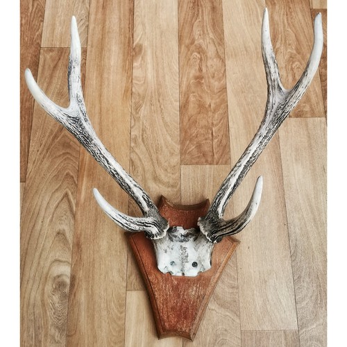 Geweih hirsch groß 55x40 - ca.,