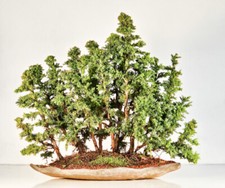 Bonsai Sicheltanne Cryptomeria Japonica Wald 45cm
